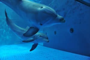I delfini dell'acquario di Genova fanno degli spettacoli molto emozionanti
