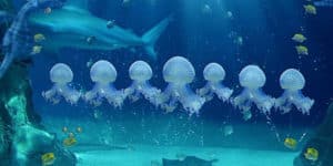 Le meduse è possibile vederle nelle nove vasche per scoprire specie provenienti da diversi mari del mondo